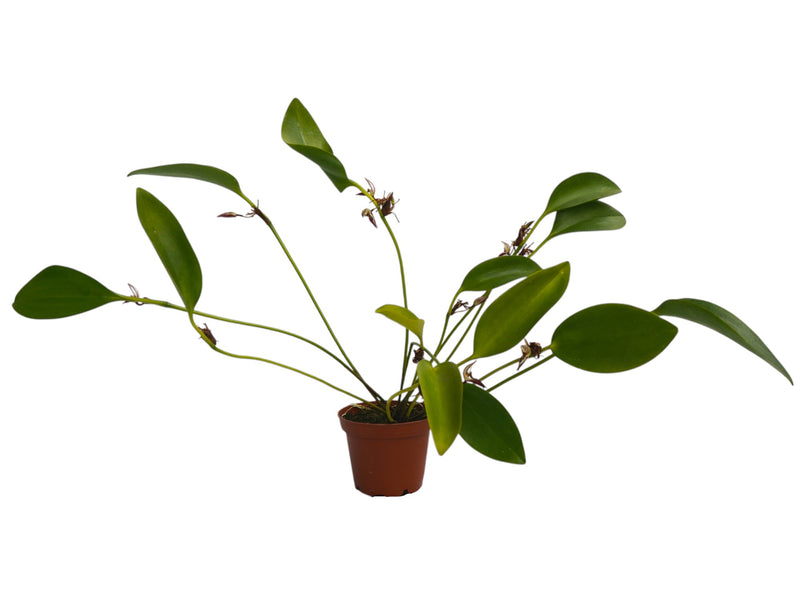 Pleurothallis ringens