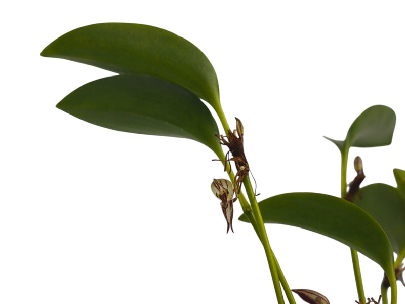 Pleurothallis ringens