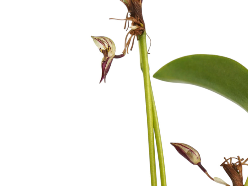 Pleurothallis ringens