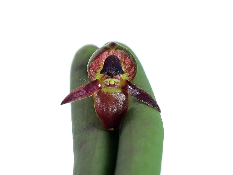 Pleurothallis ripleyi