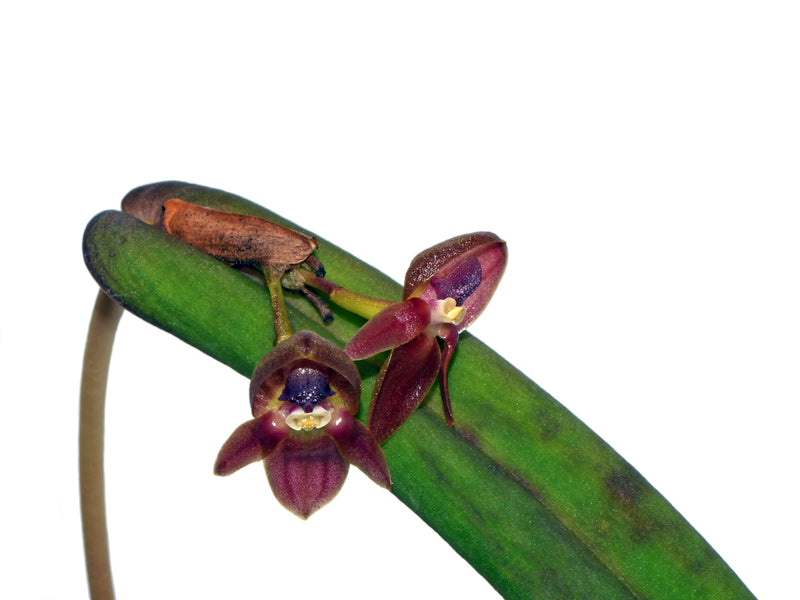 Pleurothallis ripleyi