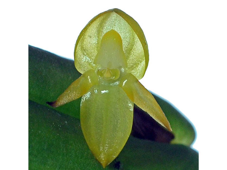 Pleurothallis ripleyi