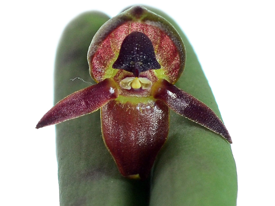 Pleurothallis ripleyi red