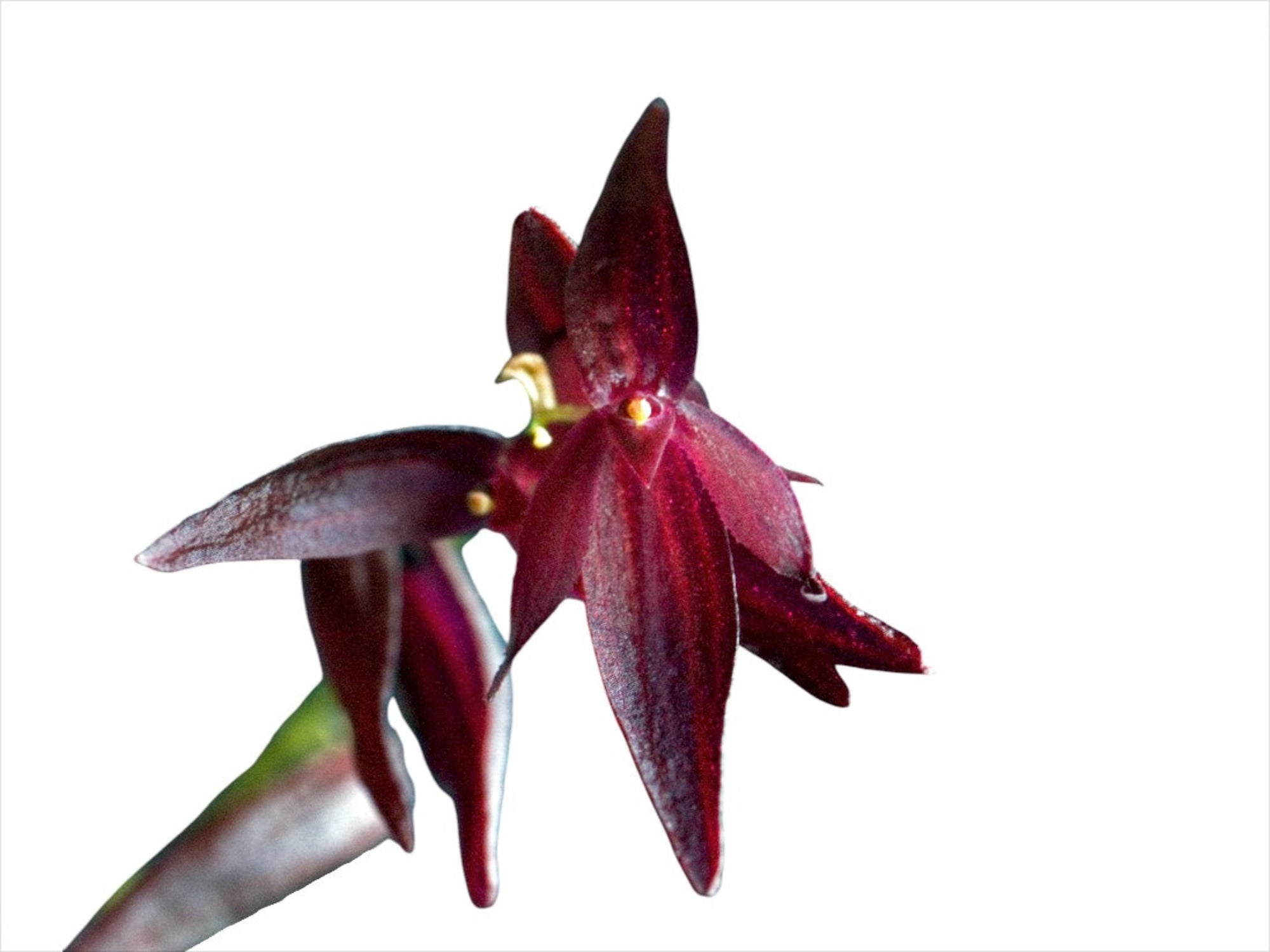 Pleurothallis rowleei
