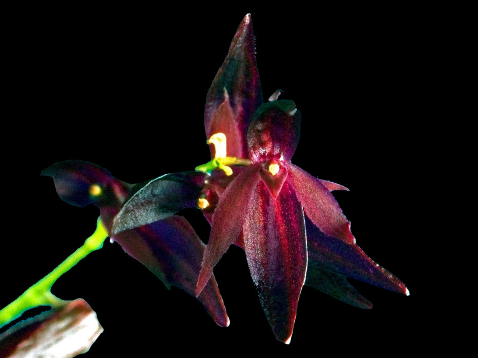 Pleurothallis rowleei