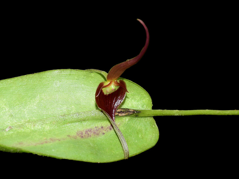 Pleurothallis ruberrima