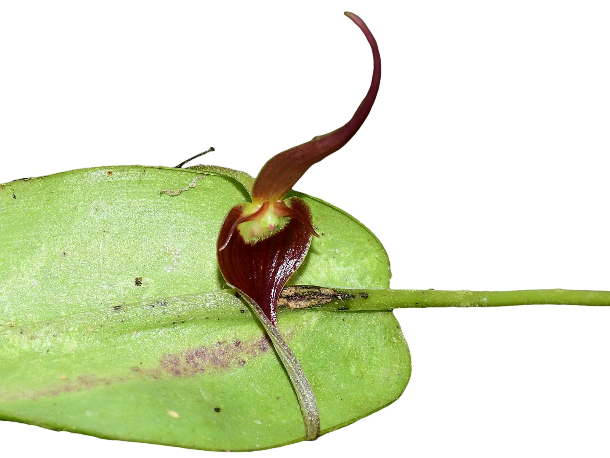 Pleurothallis ruberrima