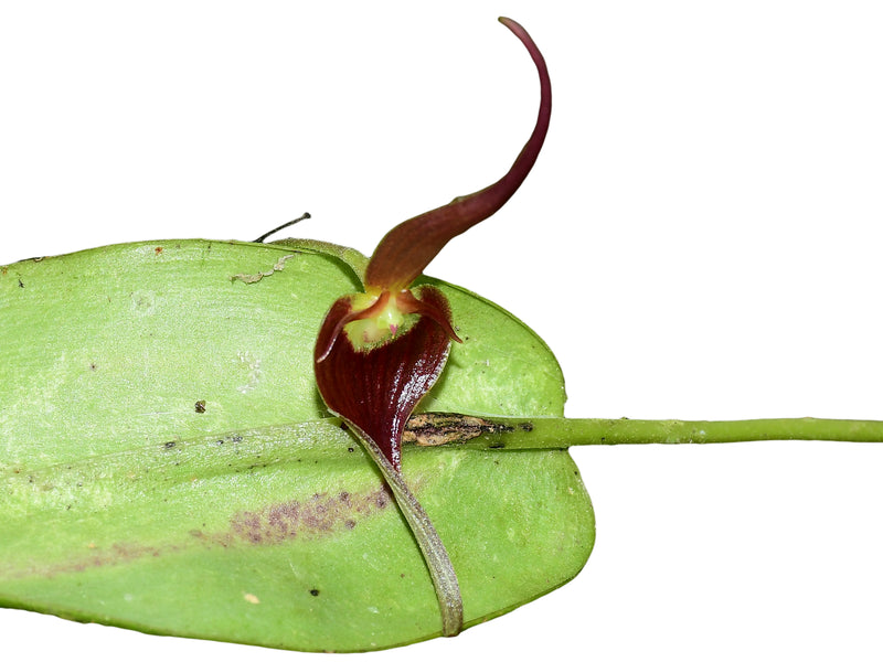 Pleurothallis ruberrima