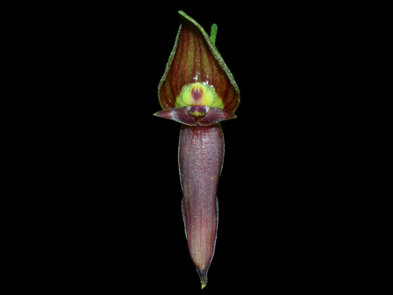 Pleurothallis ruberrima