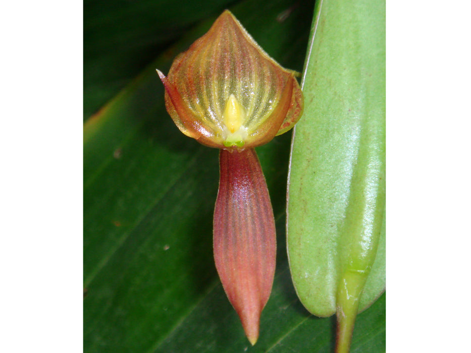 Pleurothallis ruberrima