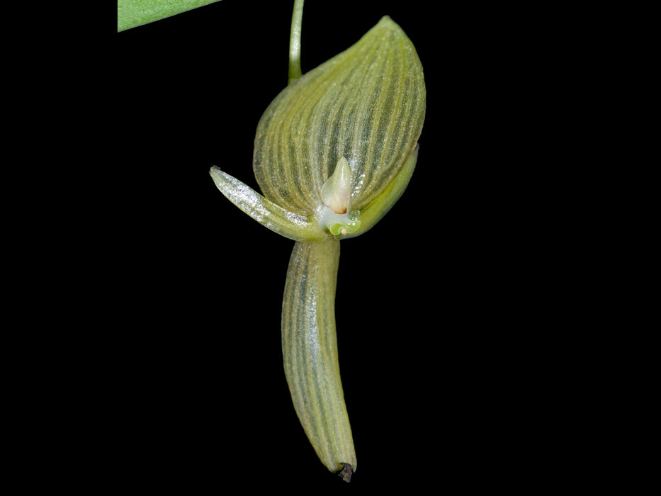 Pleurothallis ruberrima f. flavescens