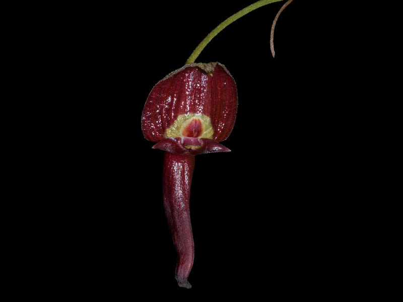 Pleurothallis ruberrima