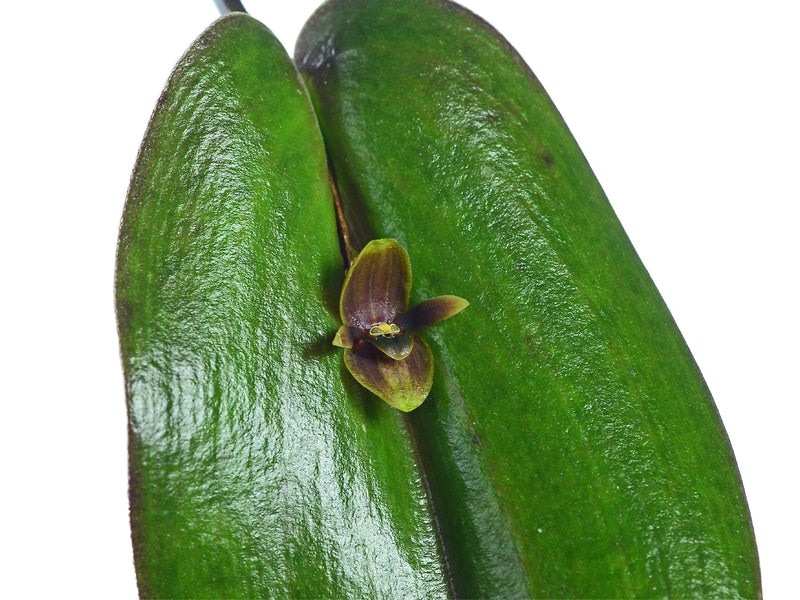 Pleurothallis rubrifolia