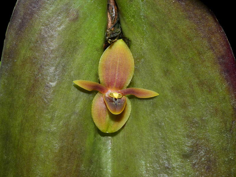 Pleurothallis rubrifolia
