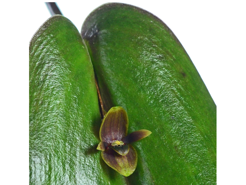 Pleurothallis rubrifolia