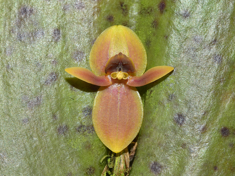 Pleurothallis rubrifolia