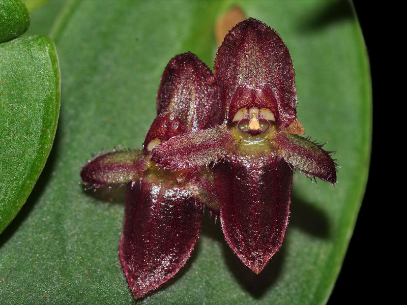 Pleurothallis rubroinversa