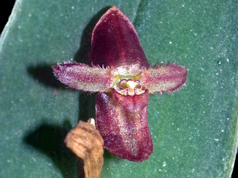 Pleurothallis rubroinversa