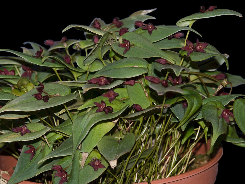 Pleurothallis rubroinversa