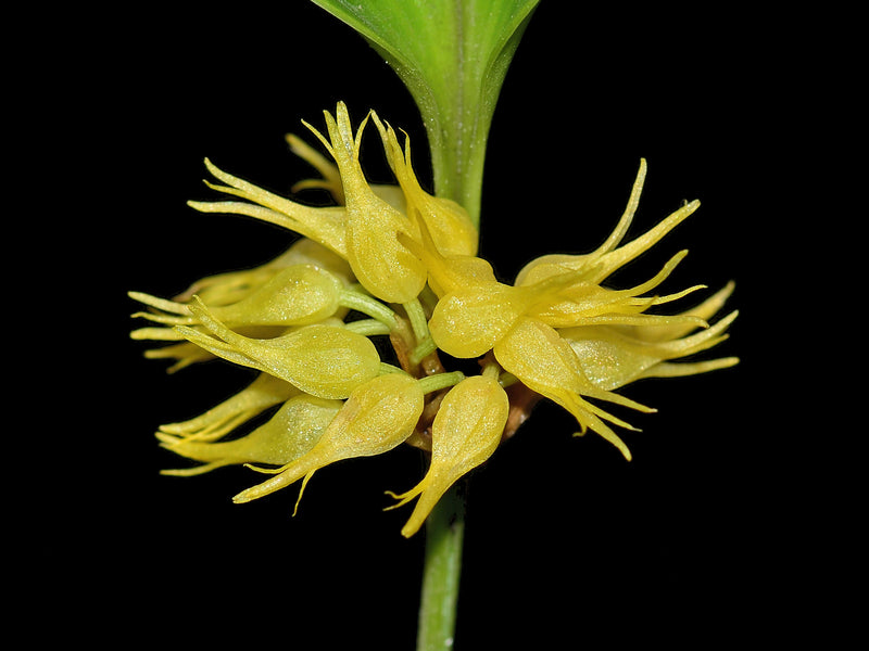 Pleurothallis ruscifolia