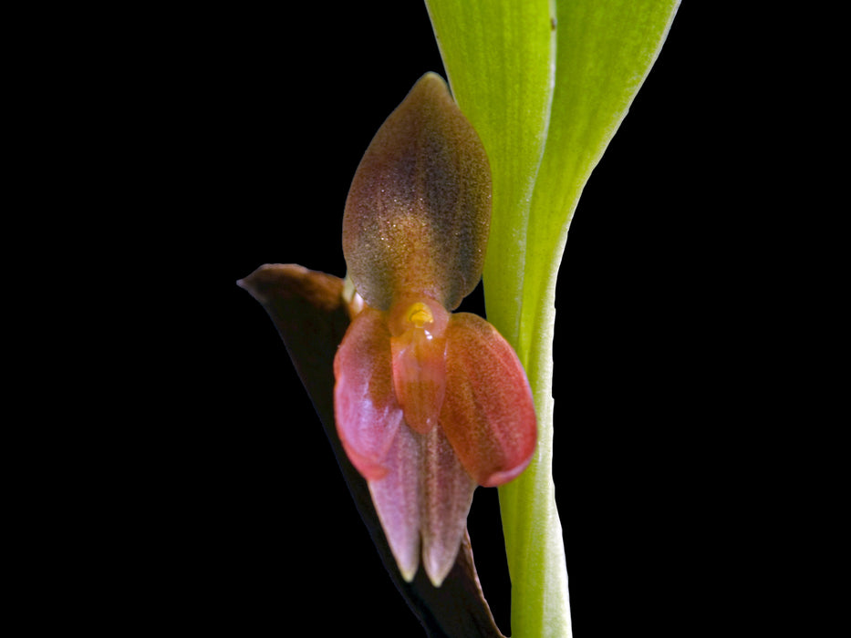 Pleurothallis sandemanii