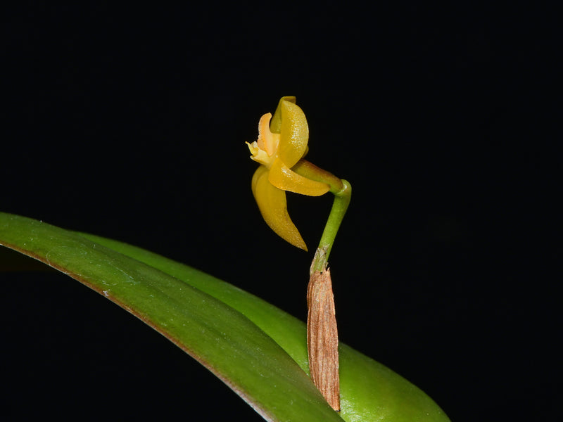 Pleurothallis sannio