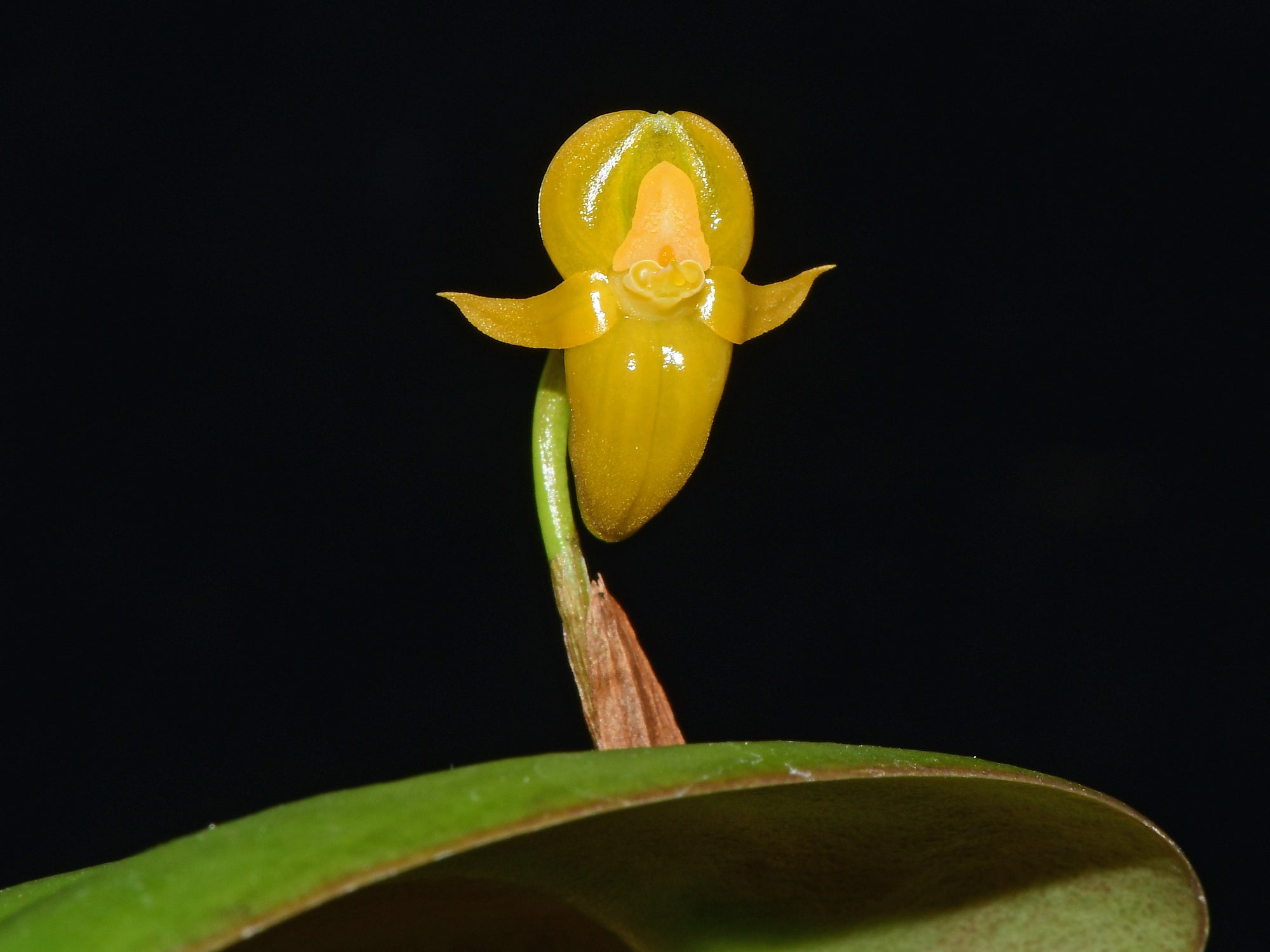 Pleurothallis sannio