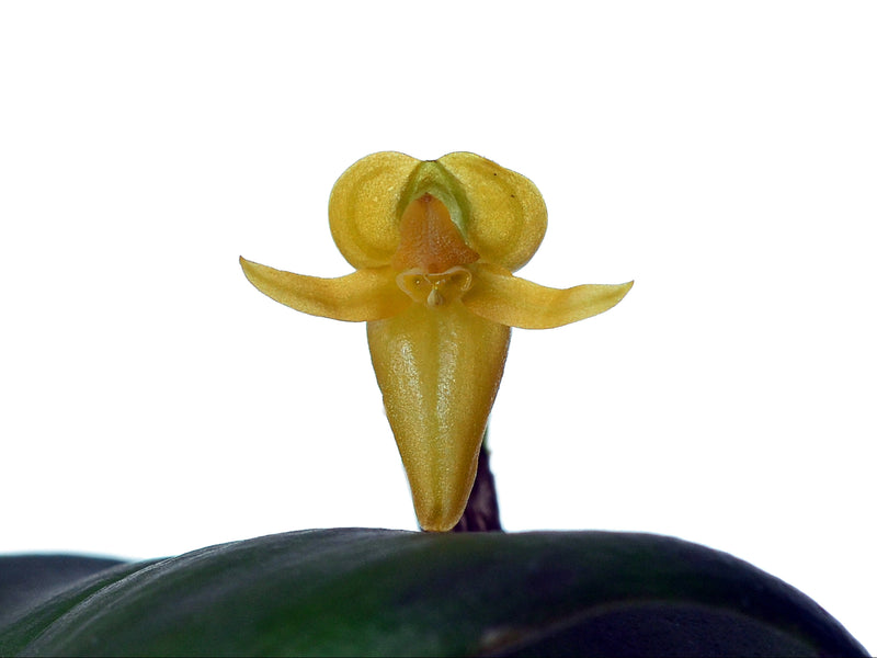 Pleurothallis sannio