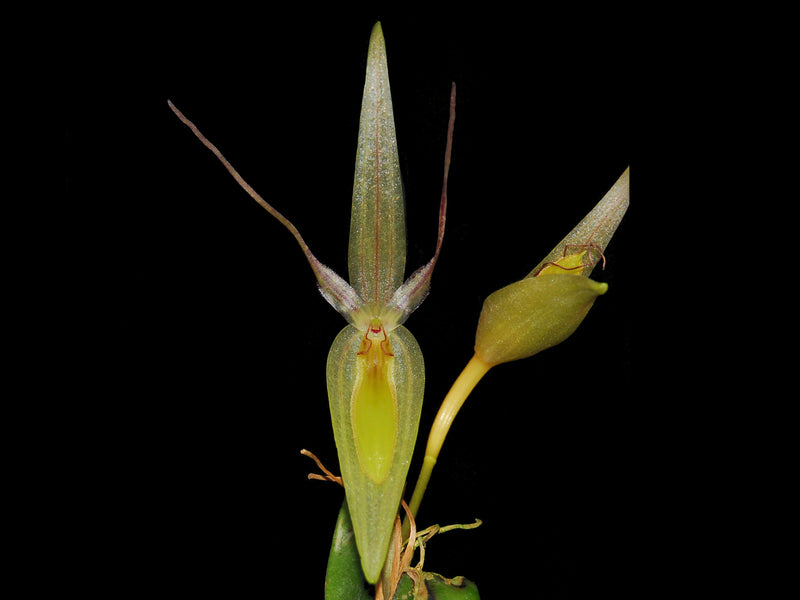 Pleurothallis saueri