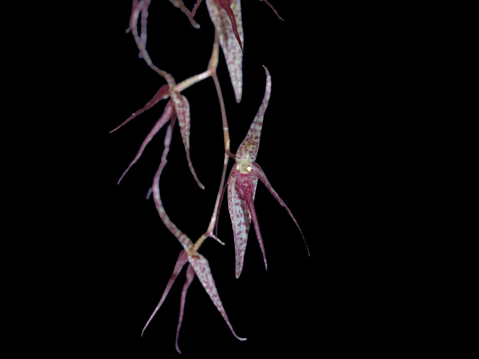 Pleurothallis schweinfurthii