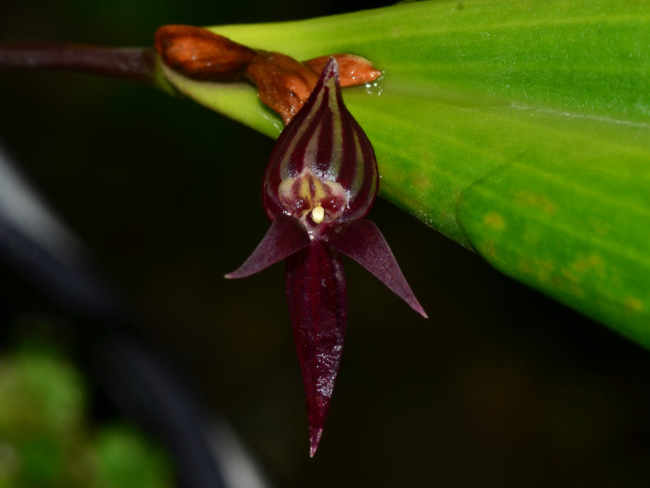 Pleurothallis secunda