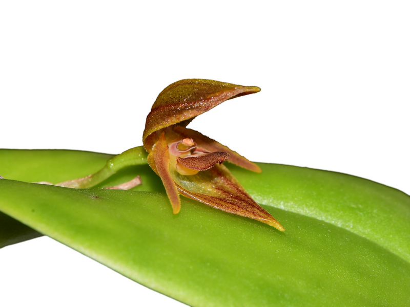 Pleurothallis siphoglossa