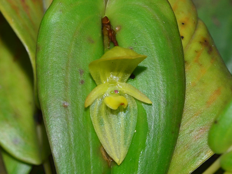 Pleurothallis siphoglossa