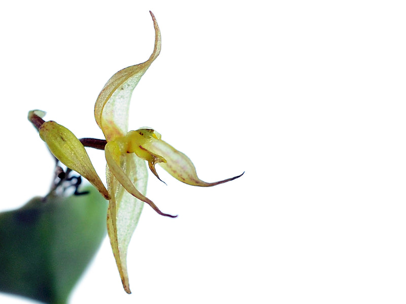 Pleurothallis stevensonii