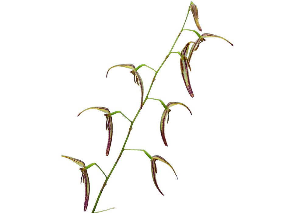 Pleurothallis stricta