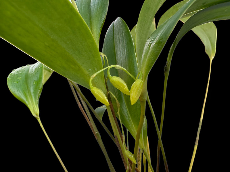 Pleurothallis strobilifera