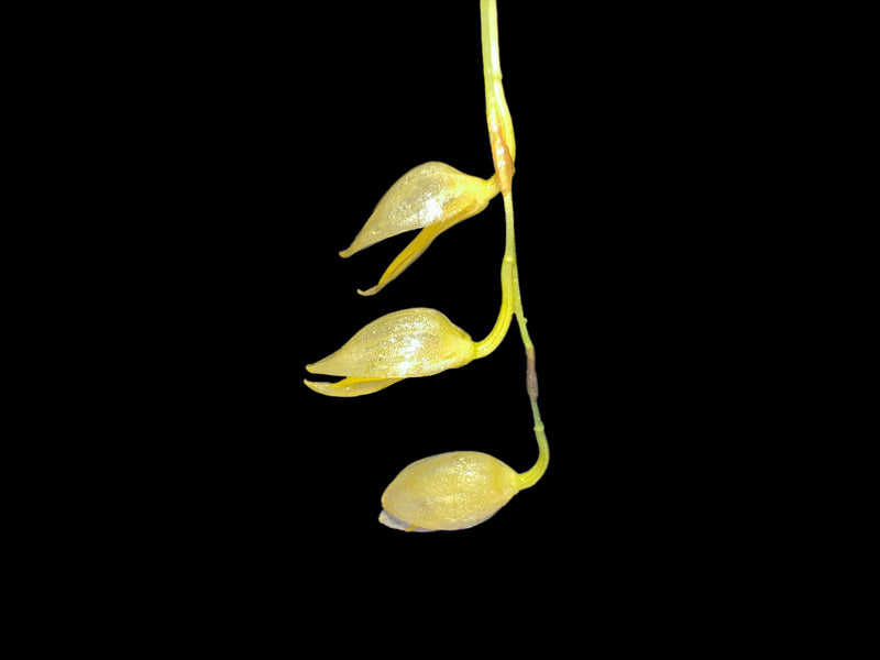 Pleurothallis strobilifera
