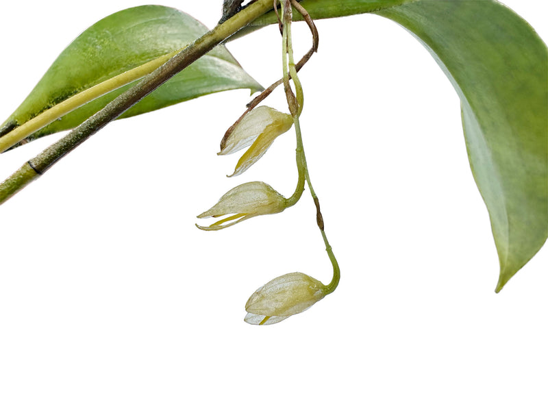 Pleurothallis strobilifera