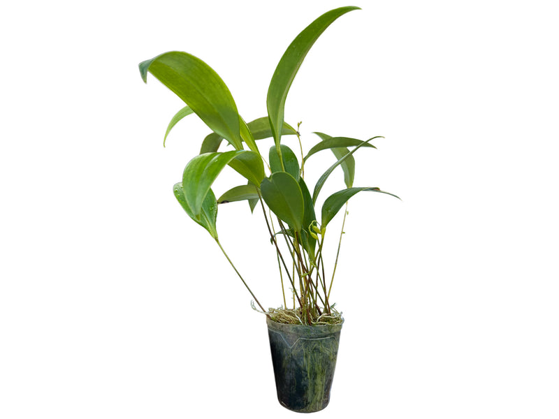 Pleurothallis strobilifera