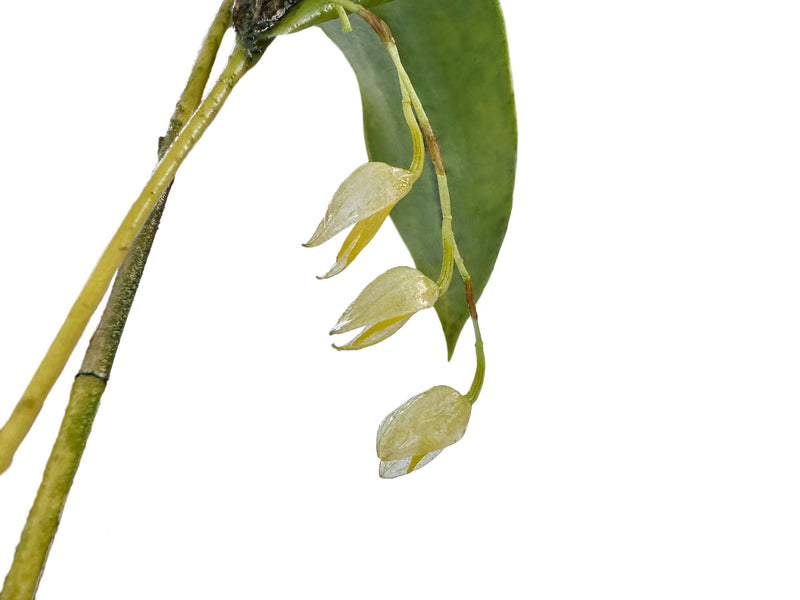 Pleurothallis strobilifera