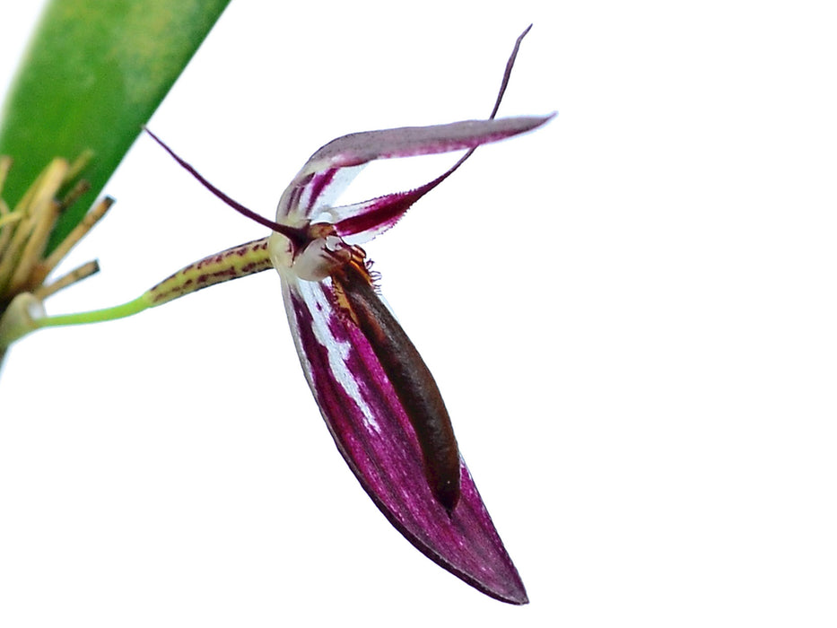 Pleurothallis talpinarioides