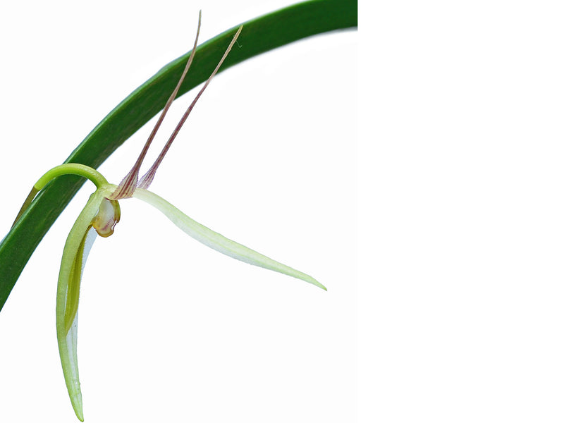 Pleurothallis tentaculata