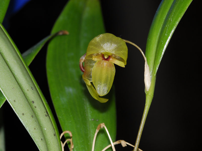 Pleurothallis tiarata