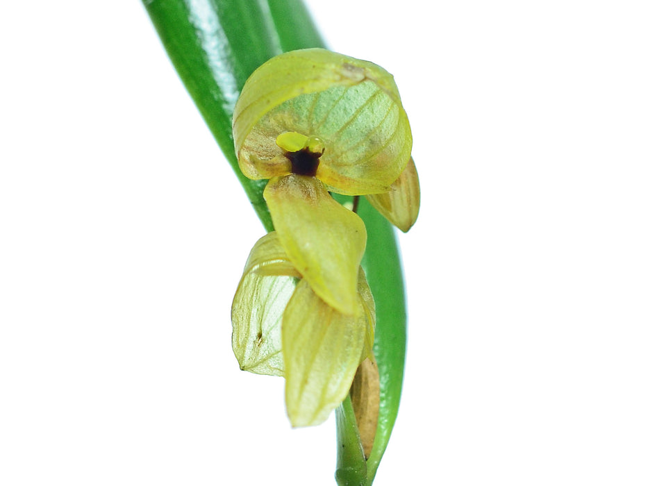 Pleurothallis tiarata