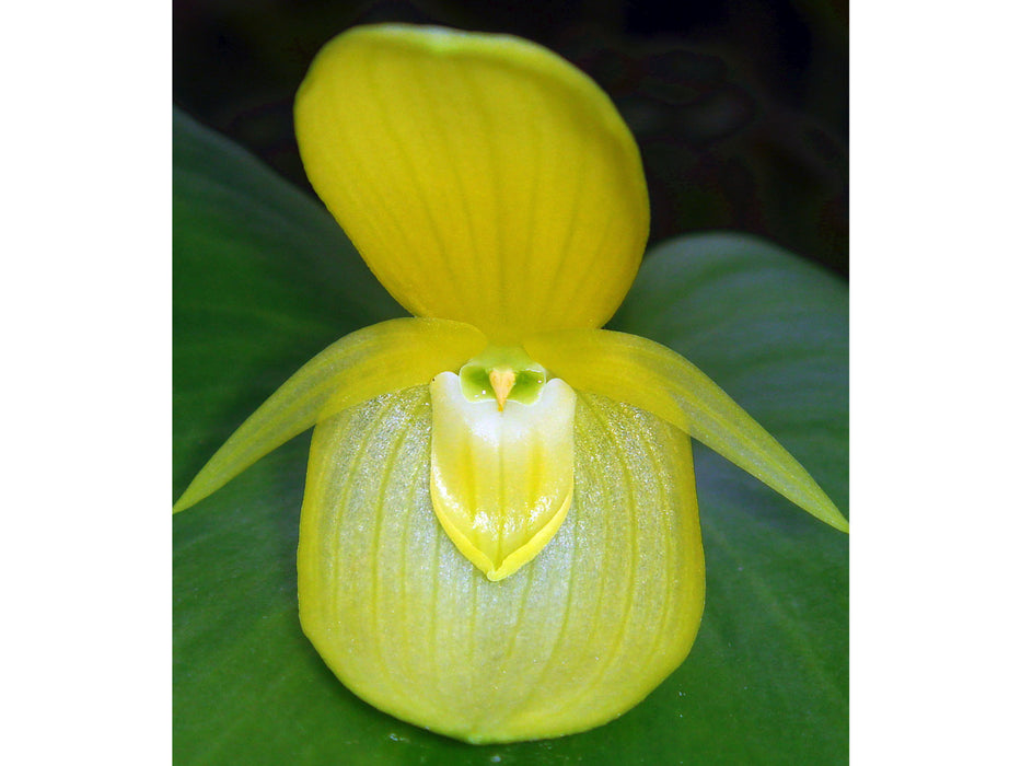 Pleurothallis titan