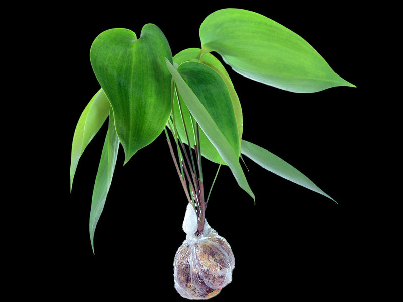 Pleurothallis titan