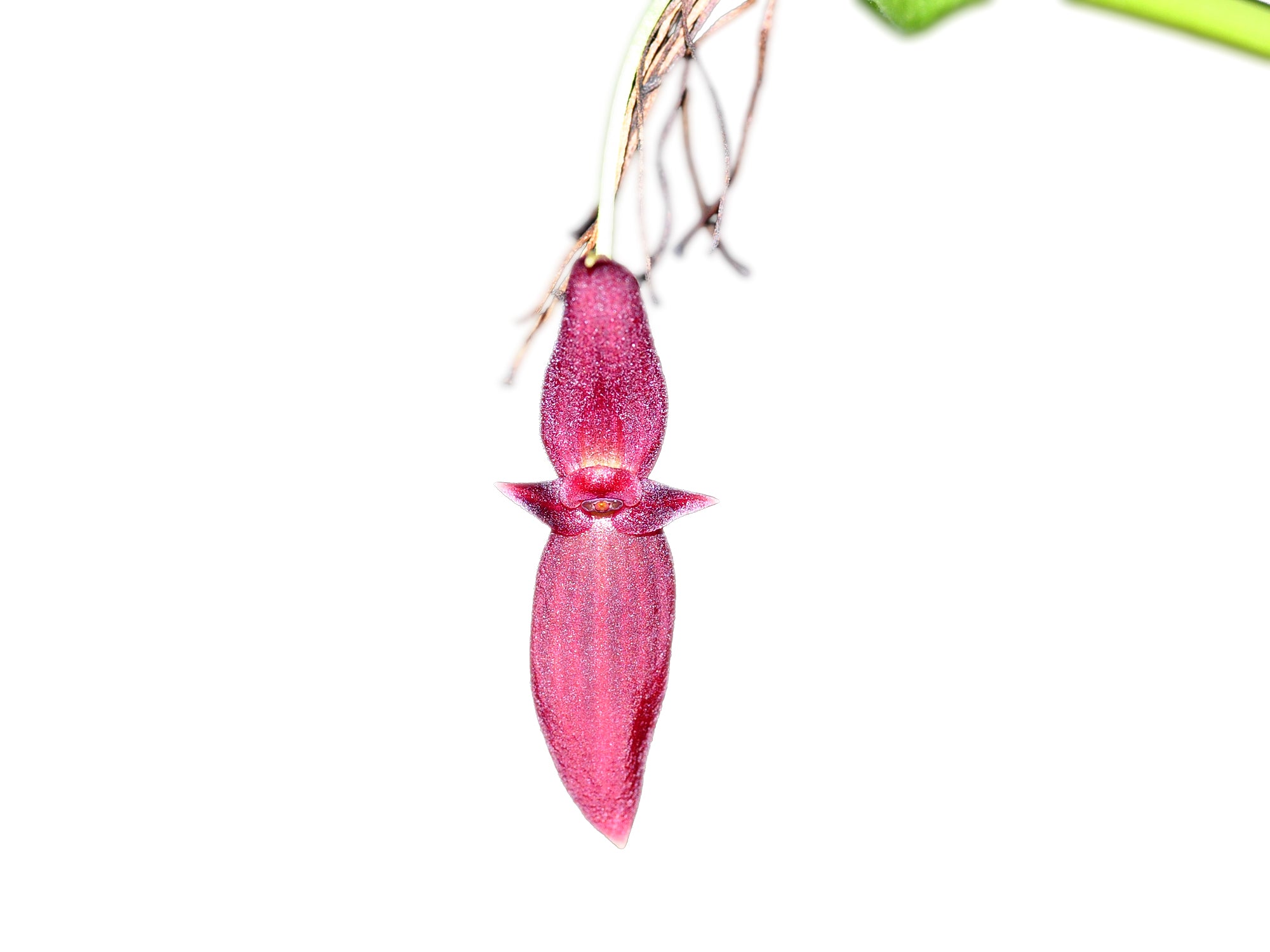 Pleurothallis tragulosa