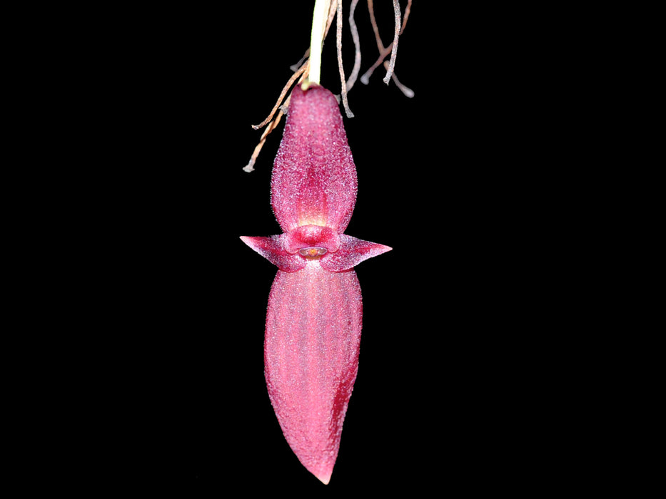 Pleurothallis tragulosa