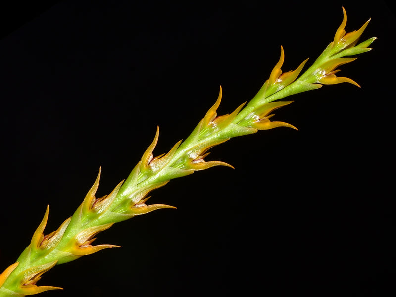 Pleurothallis tricarinata