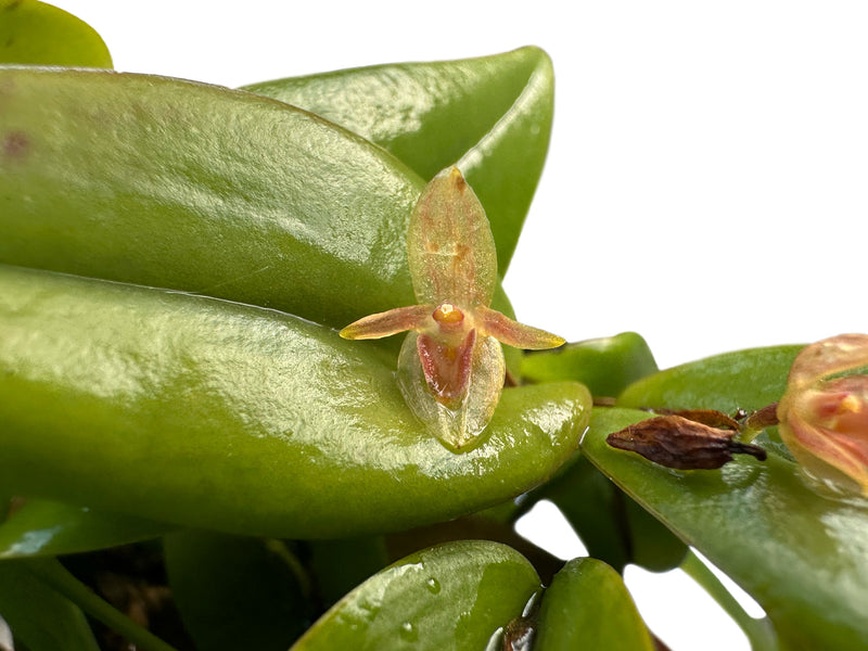 Pleurothallis tridentata
